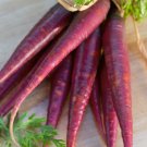 Carrot Cosmic Purple Organic Seeds Open Pollinated Fresh Garden
