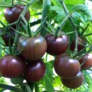 Tomato Black Cherry 25 Seeds Organic Open Pollinated Fresh Garden Tomato Black Cherry 25 Seeds Organic Open Pollinated Fresh Garden