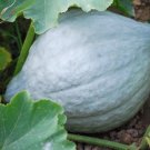 Squash Winter Blue Hubbard Organic Seeds Fresh Garden