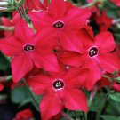 Tobacco Nicotiana Bright Red Starmaker Perfume Pelleted Seeds Fresh Garden