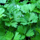 Parsley Italian Giant Flat 100 Organic Fresh Garden