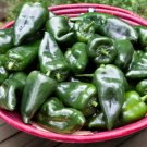 Pepper Pablano Ancho Organic Seeds Open Pollinated Fresh Garden