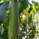 Luffa Sponge Gourd Dishcloth 10 20 Seeds Op Fresh Garden