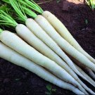 Carrot White Lunar Organic Seeds Open Pollinated Fresh Garden