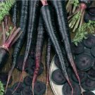 Carrot Black Nebula Organic Seeds Open Pollinated Fresh Garden