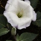 Angels Trumpet Datura Metel Belle Blanche 15 Organic Seeds 8 Blooms Gorgeous Fresh Garden Angels Trumpet Datura Metel Belle Blanche 15 Organic Seeds 8 Blooms Gorgeous Fresh Garden