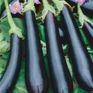 Eggplant Italian Long Purple 50 Vegetable Seed Fresh Garden