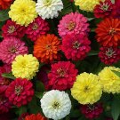 Zinnia Thumbelina 50 Seeds Open Pollinated Fresh Garden