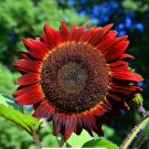 Sunflower Red Sun 15 Seeds Open Pollinated Fresh Garden