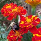 Marigold French Brocade 100 Seeds Open Pollinated Fresh Garden