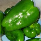 Pepper Giant Grand Bell 15 Organic Seeds Fresh Garden