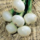 Onion Italian Barletta 50 Organic Seeds Fresh Garden