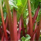 Rhubarb Victoria Organic Seeds Fresh Garden