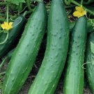 Cucumber Tendergreen Burpless Organic Seeds Fresh Garden
