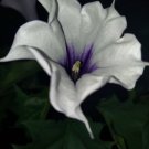Devils Trumpet Purple 15 Organic Seeds Annual Fresh Garden