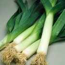 Leek American Flag Organic Seeds Fresh Garden