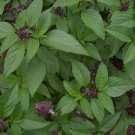 Basil Thai Siam Queen Organic Seeds Fresh Garden
