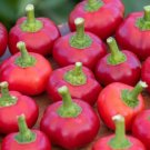 Pepper Hot Cherry Organic Seeds Fresh Garden