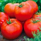 Tomato Ace 55 Bush Determinate Low Acid Organic Seeds Fresh Garden Tomato Ace 55 Bush Determinate Low Acid Organic Seeds Fresh Garden