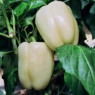 Pepper White Cloud Sweet Bell Organic Seeds Free S&H Fresh Garden