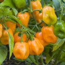 Pepper Habanero Orange Hot Organic Seeds Fresh Garden