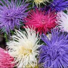 Aster Unique Giant Crego Mixed Colors 200 Seeds Organic Fresh Garden