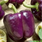 Pepper Purple Beauty Bell Organic Seeds Fresh Garden