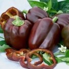 Pepper Chocolate Beauty Bell 30 Organic Seeds Fresh Garden