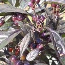 Pepper Black Pearl Organic Seeds Fresh Garden