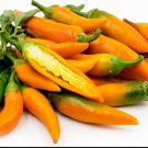 Pepper Bulgarian Carrot Organic Seeds Fresh Garden Pepper Bulgarian Carrot Organic Seeds Fresh Garden