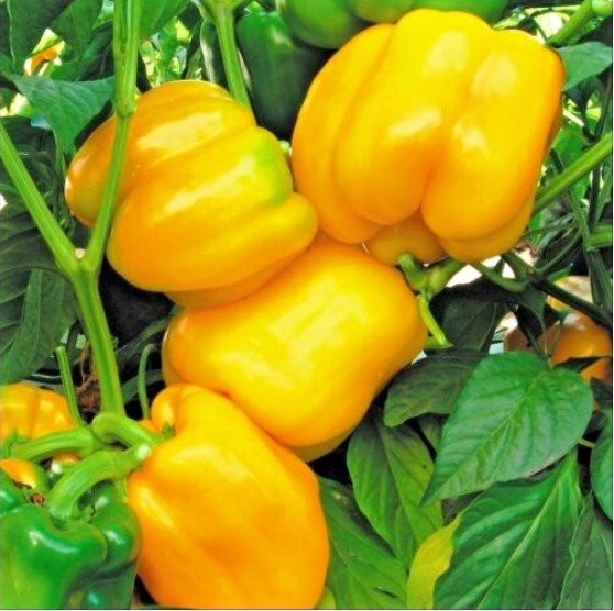 Pepper Sunbright Bell Type Organic Seeds Fresh Garden
