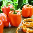 Pepper Coral Bell Type Organic Seeds Fresh Garden