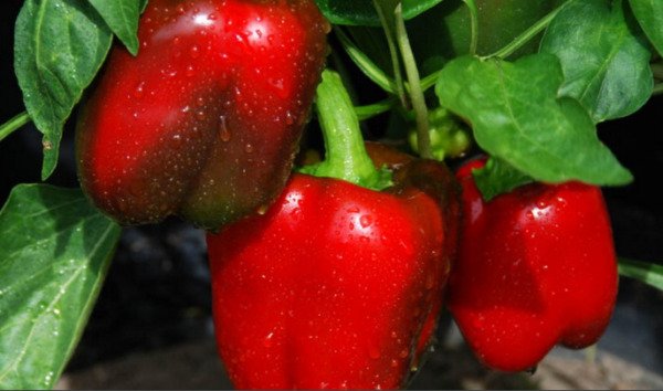 Pepper Big Red Bell Type Organic Seeds Fresh Garden