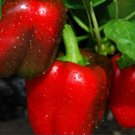 Pepper Big Red Bell Type Organic Seeds Fresh Garden