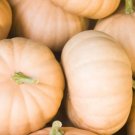 Long Island Cheese Organic Seeds Pumpkin Winter Fresh Garden