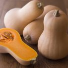 Squash Winter Waltham Butternut Organic Seeds Fresh Garden