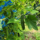 Cucumber English Telegraph Heritage Varietyfreegift Organic Fresh Garden