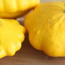 Squash Yellow Scallop Patty Pan Bush Organic Seeds Fresh Garden Squash Yellow Scallop Patty Pan Bush Organic Seeds Fresh Garden