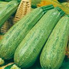 Zucchini Italian Genovese Organic Seeds Fresh Garden
