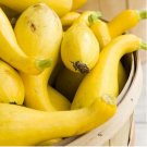 Squash Yellow Straight Neck Organic Seeds Fresh Garden