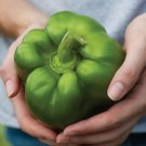 Pepper Emerald Giant Bell Organic Seeds Fresh Garden
