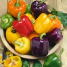 Pepper Rainbow Bell Organic Seeds Fresh Garden