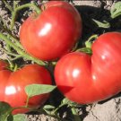 Tomato German Johnson Organic Seeds Open Pollinated Fresh Garden