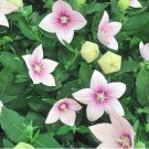 Balloon Flower Astra Mix 150 Seeds Open Pollinated Organic Fresh Garden Balloon Flower Astra Mix 150 Seeds Open Pollinated Organic Fresh Garden