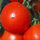 Tomato New Yorker Organic Seeds Fresh Garden