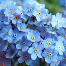 Forget Me Nots 50 Seeds Organic Open Pollinated Fresh Garden Forget Me Nots 50 Seeds Organic Open Pollinated Fresh Garden