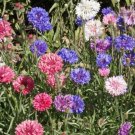 Bachelor Button Cornflower Polka Dot Mix 500 Seeds Op Fresh Garden Bachelor Button Cornflower Polka Dot Mix 500 Seeds Op Fresh Garden