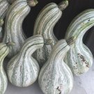 Squash Cushaw Green Striped 10 Organic Seeds Fresh Garden
