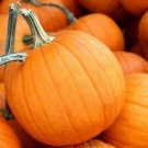 Pumpkin Pie Sweet Sugar Early Seeds Organic Fresh Garden