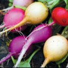 Radish Easter Egg Color Blend 75 Organic Seed Fresh Garden Radish Easter Egg Color Blend 75 Organic Seed Fresh Garden